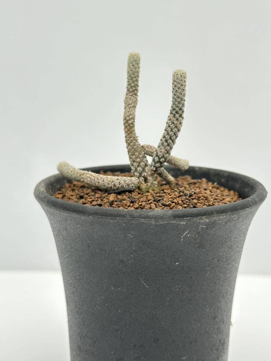 Amazon.co.jp: ツルビニカルプス ミニマ(Turbinicarpus minima)撫城丸